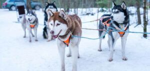 Descubre la Magia del Trineo con Huskies en Laponia