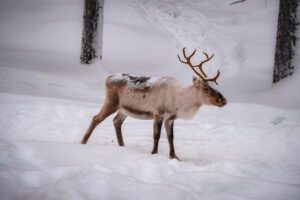 Conociendo a los Renos: Experiencias Únicas en Laponia para los Pequeños de la Casa