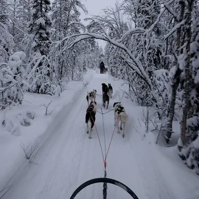 foto viaje a laponia ganadora 2018