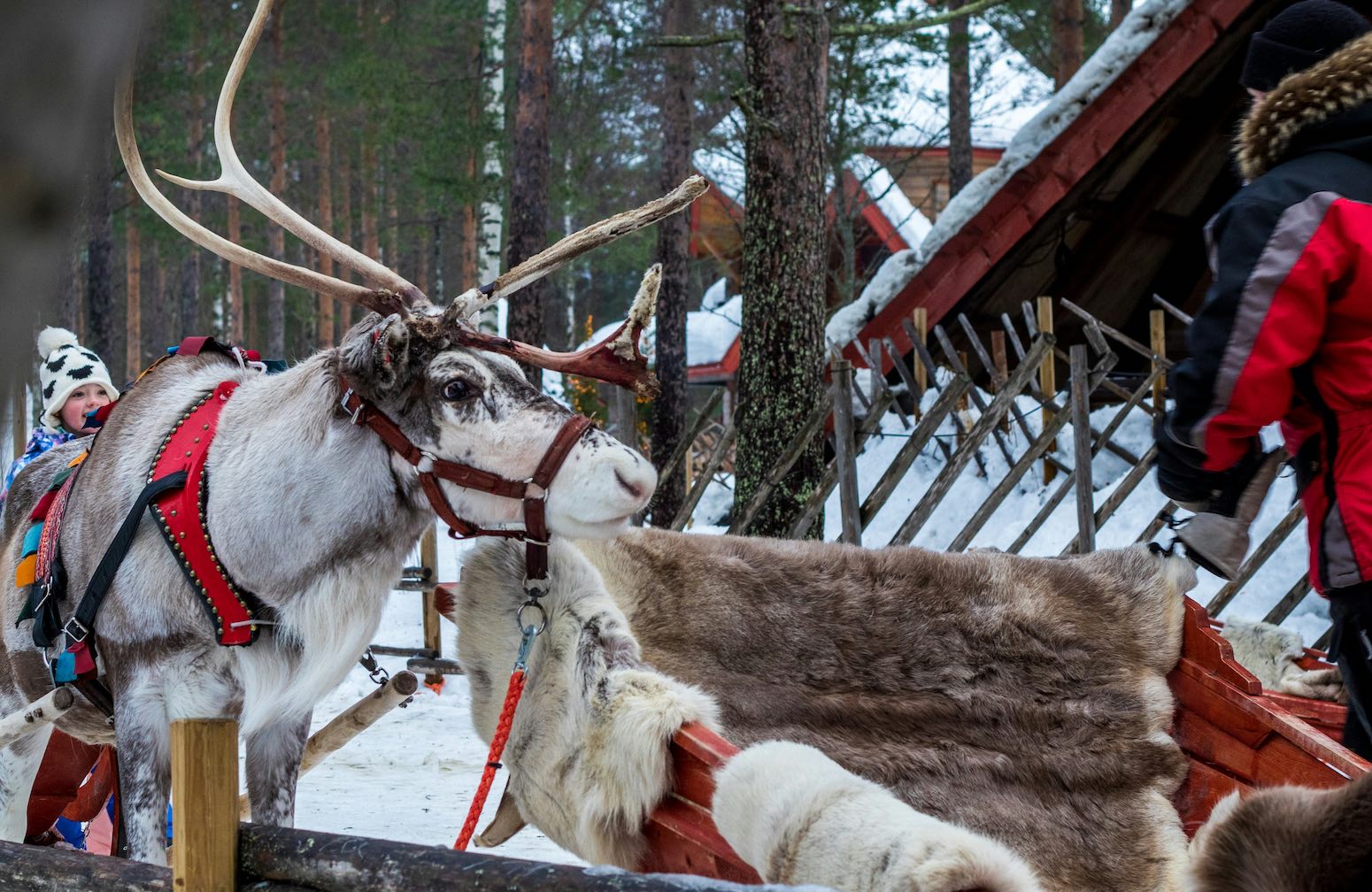 Trineos de renos y huskies Viaje a Rovaniemi