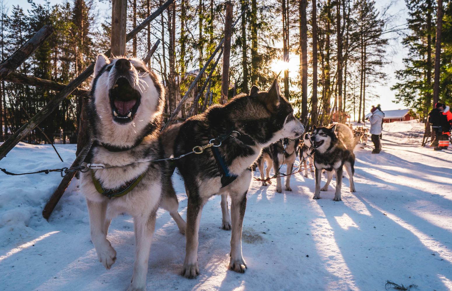 Viaje a Rovaniemi PapaNoelenLaponia