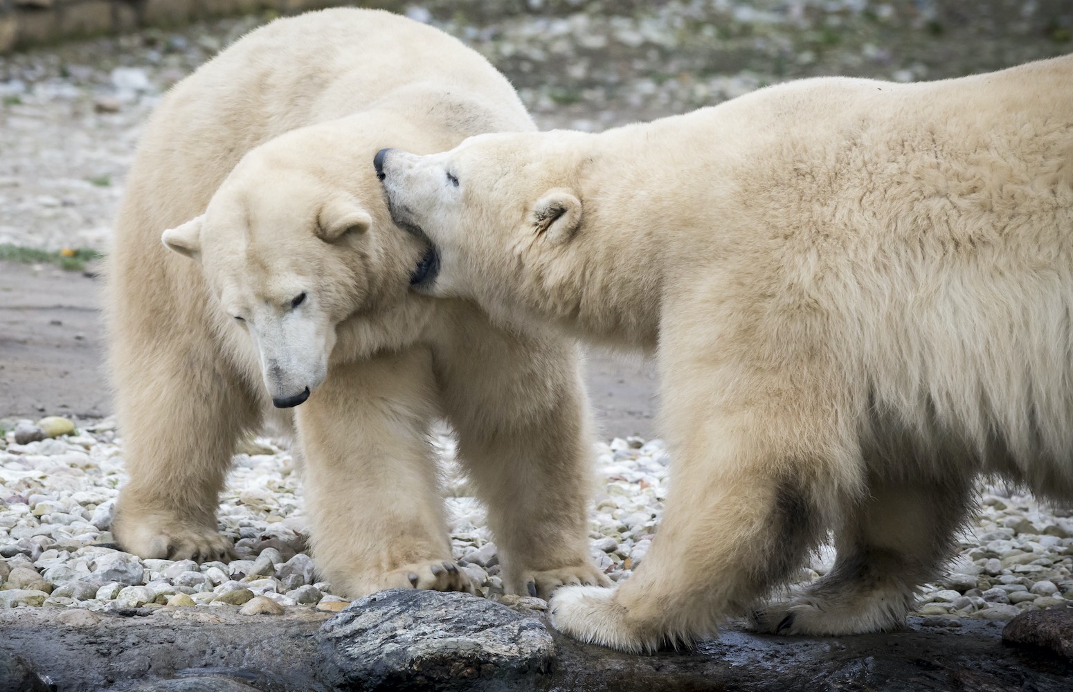 zoologico polar Ranua